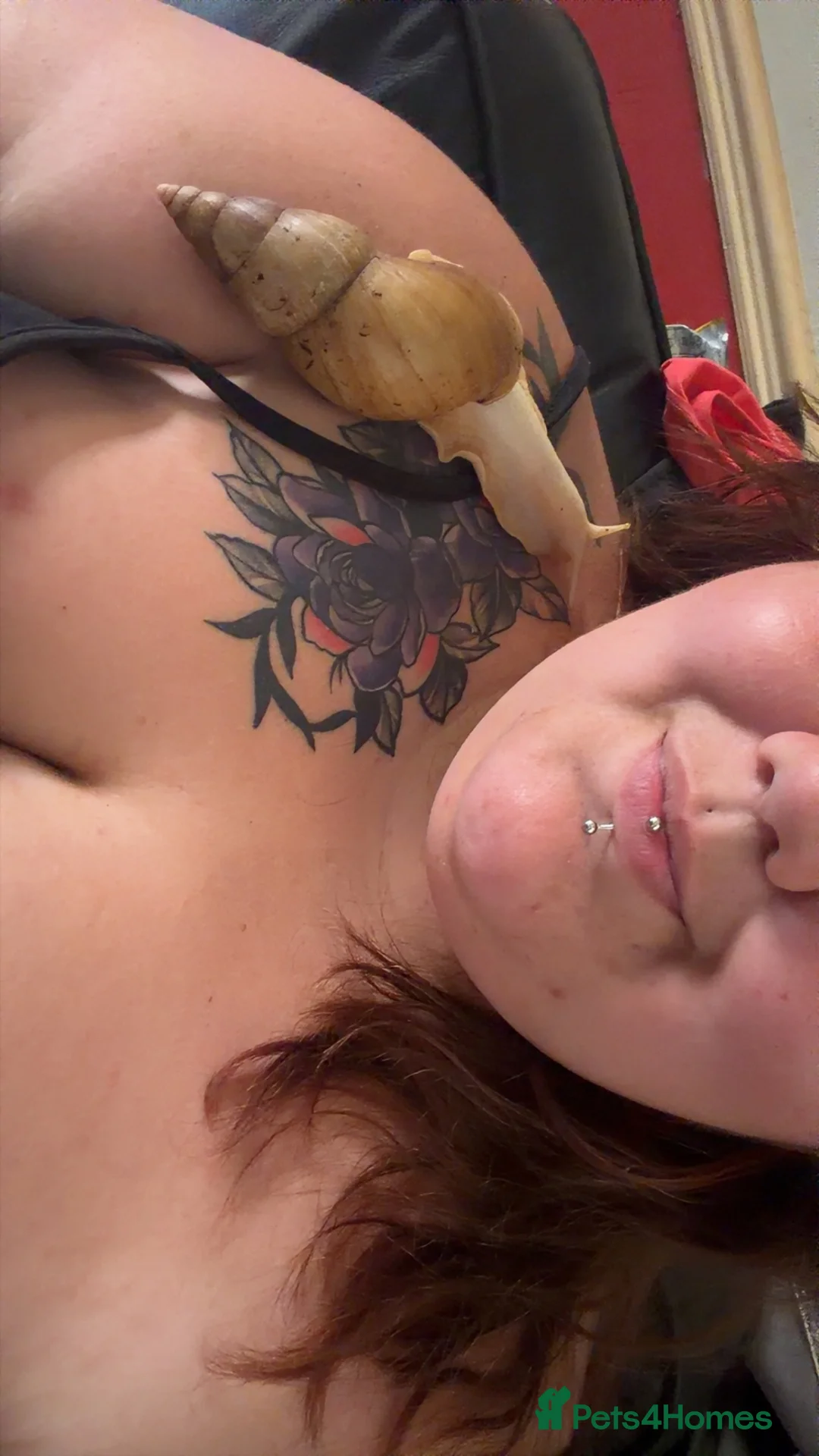 Snails invertebrates for sale: 4 GIANT AFRICAN LAND SNAILS in Hull - Advert 3