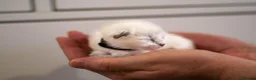 Ragdoll cats for sale: Adorable, Purebred GCCF Registered Ragdoll Kittens in London - Advert 32