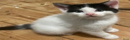 Mixed Breed cats for sale: 5 Beautiful & Friendly kittens for sale  - Advert 27