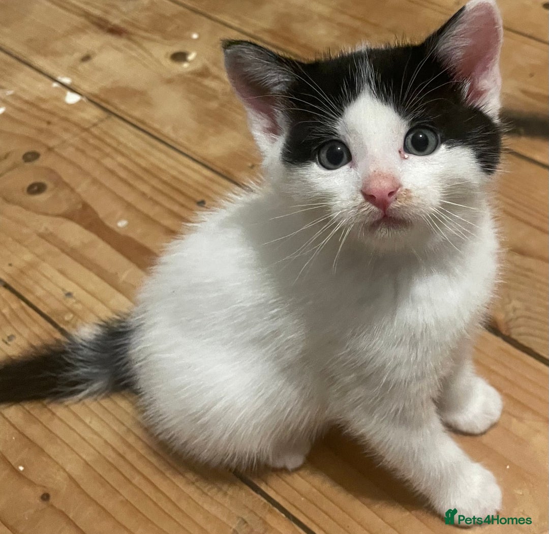 Mixed Breed cats for sale: 5 Beautiful & Friendly kittens for sale  - Advert 27