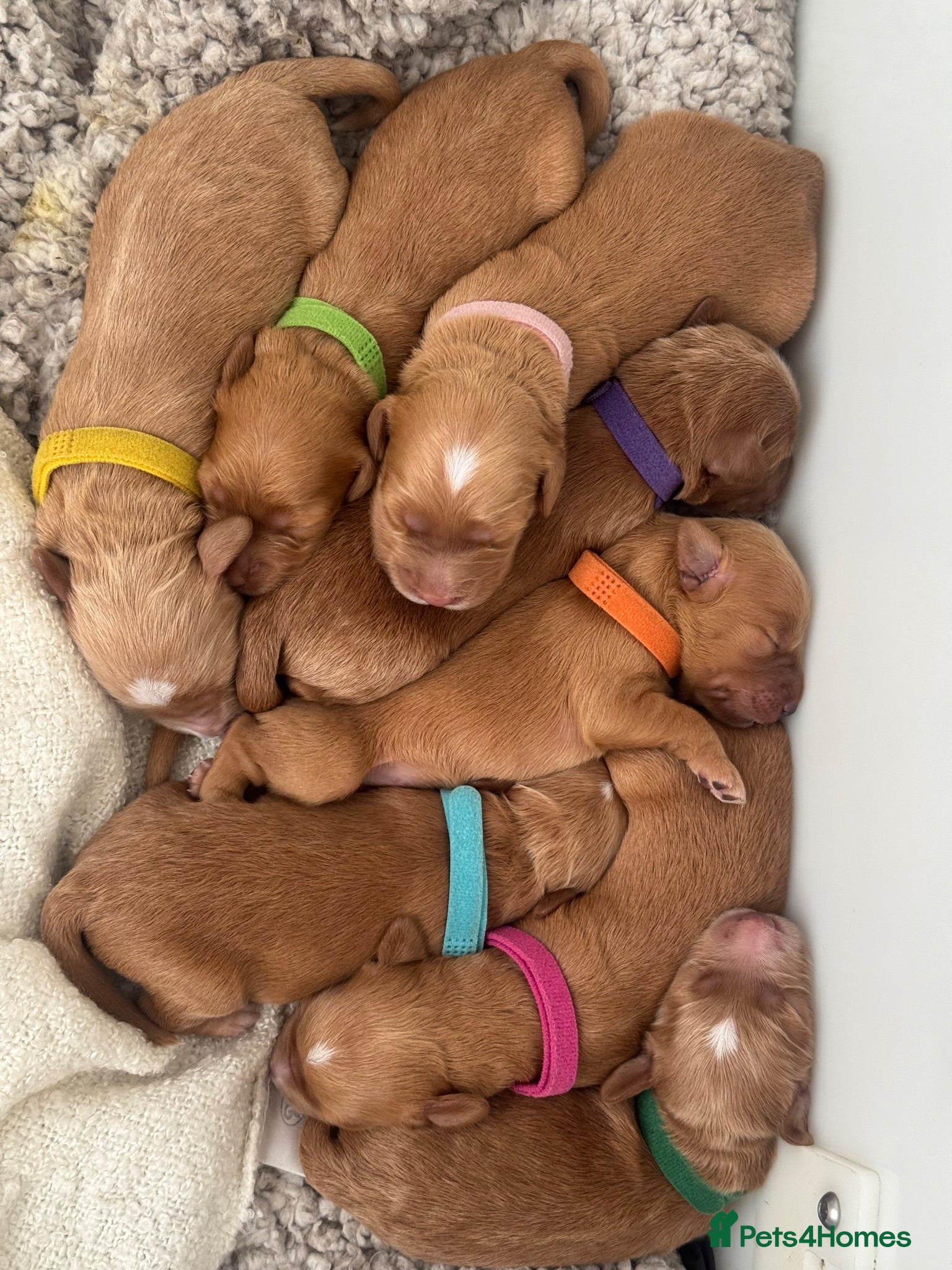Mixed Breed dogs Mini Goldendoodle - Advert 2