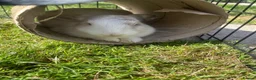 Mixed Breed rabbits for sale: Cute male baby bunny for sale (19 weeks) in Southampton - Advert 5