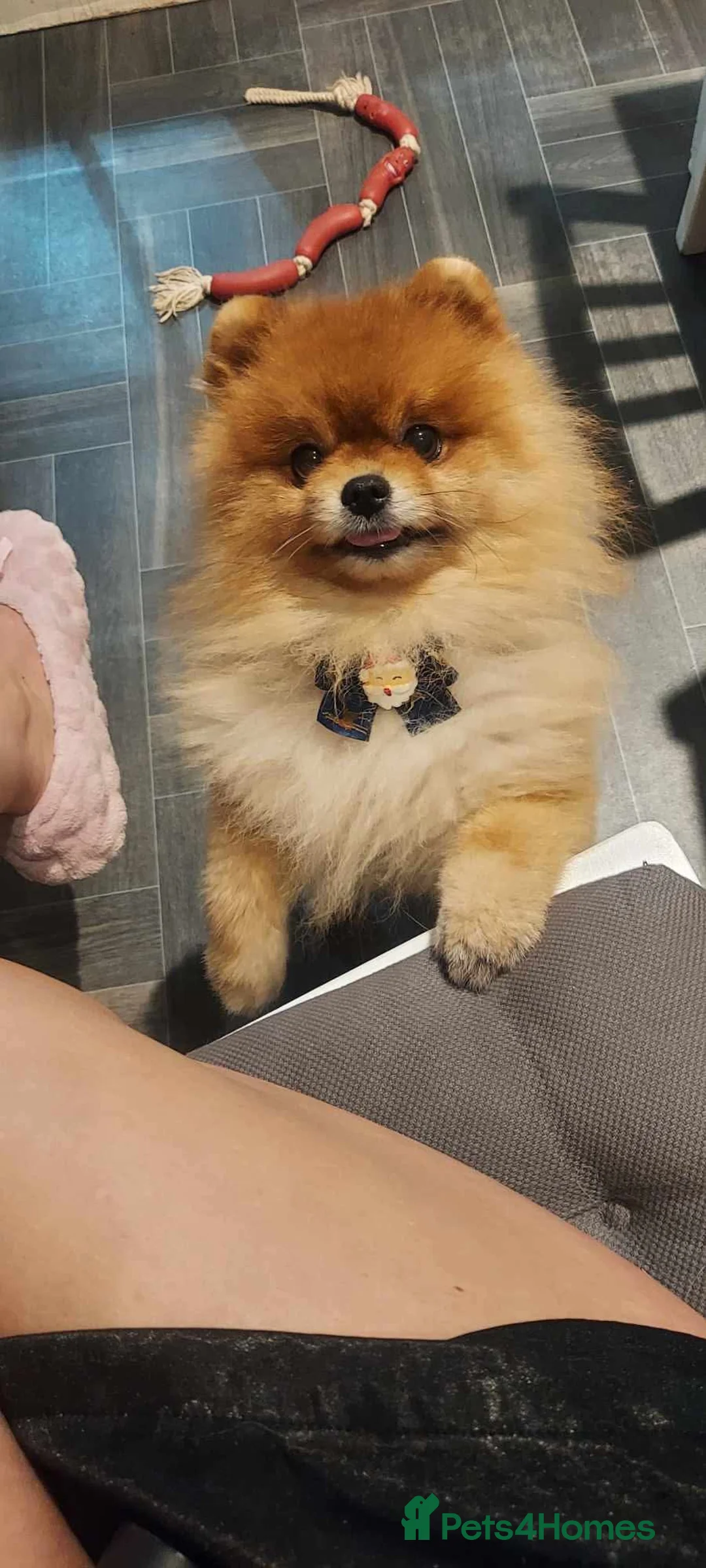 Pomeranian dogs for sale: ❤️Beautiful Pomeranian Female Puppies Available ❤️ in Birmingham - Advert 2