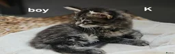 Maine Coon cats for sale: Large Maine Coon kittens regd European bloodline - Advert 21