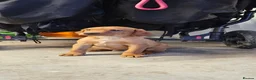 Labrador Retriever dogs for sale: Beautiful Labrador Puppies Available now - Advert 26