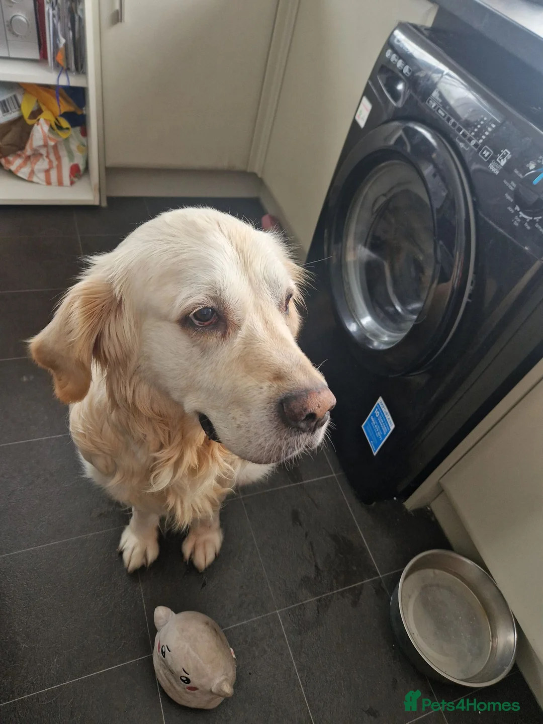 Golden Retriever dogs for sale: Golden retriever  - Advert 2