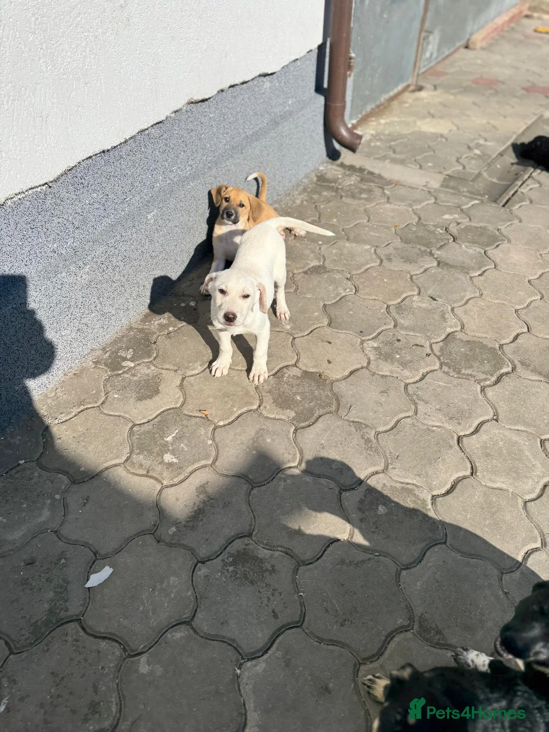 Mixed Breed dogs for adoption: 🐾 JACK – Gentle Soul with the Sweetest Eyes - Advert 7