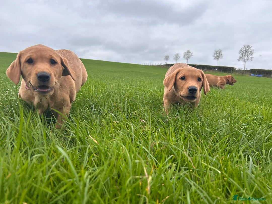 Labrador Retriever dogs for sale: Fox red Labrador puppies  - Image 3