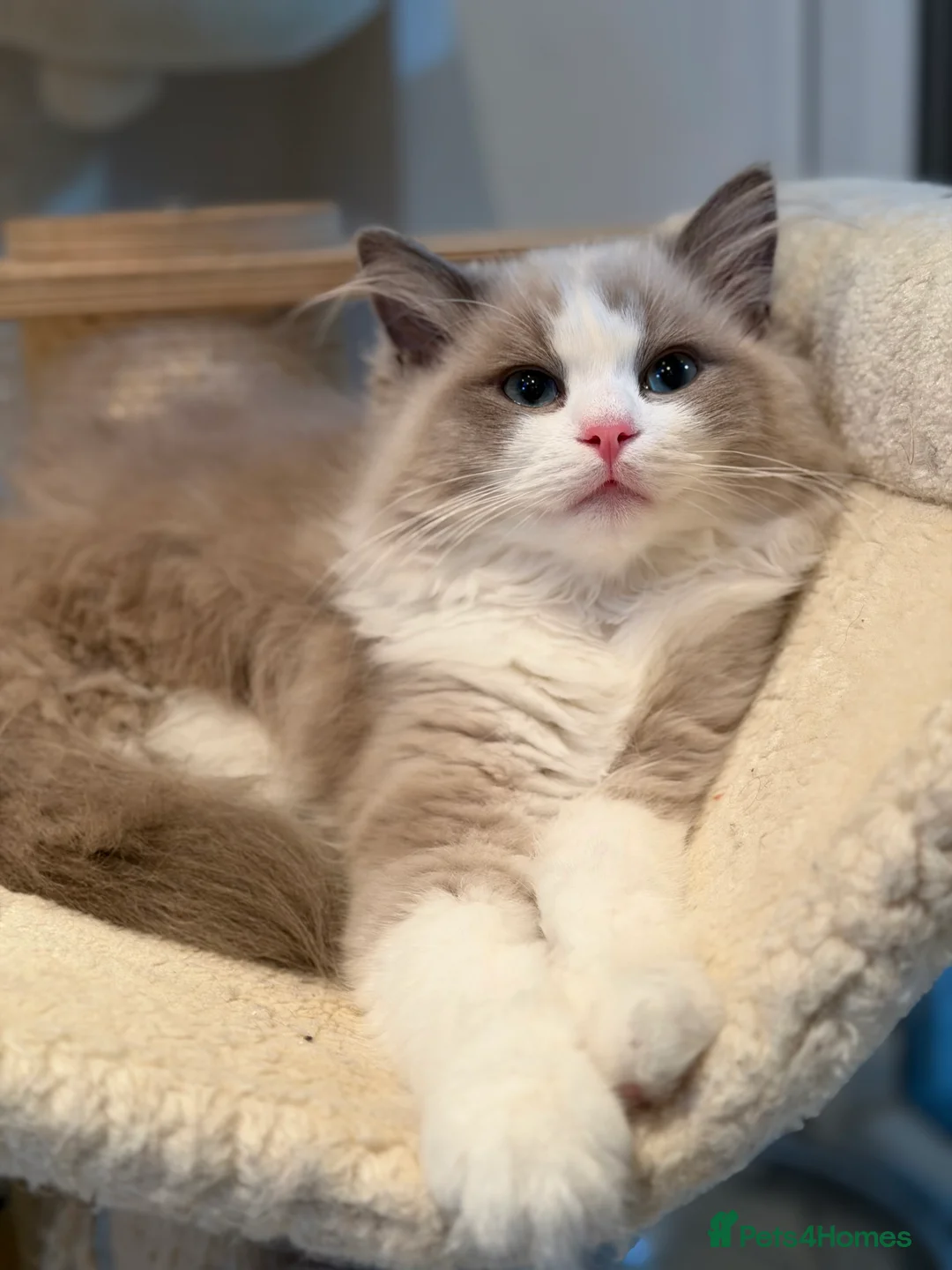 Ragdoll cats for sale: TICA registered cherubim kitten - Advert 9