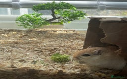 Gerbil rodents for sale: PLEASE HELP RECSUE MY GERBILE - Image 4