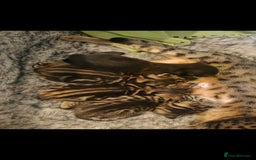 Savannah cats for sale: Savannah x Kittens - Image 3