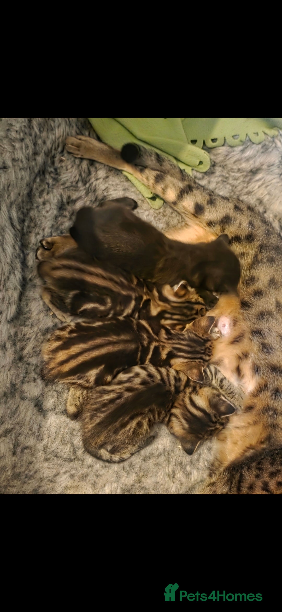 Savannah cats for sale: Savannah x Kittens - Image 3