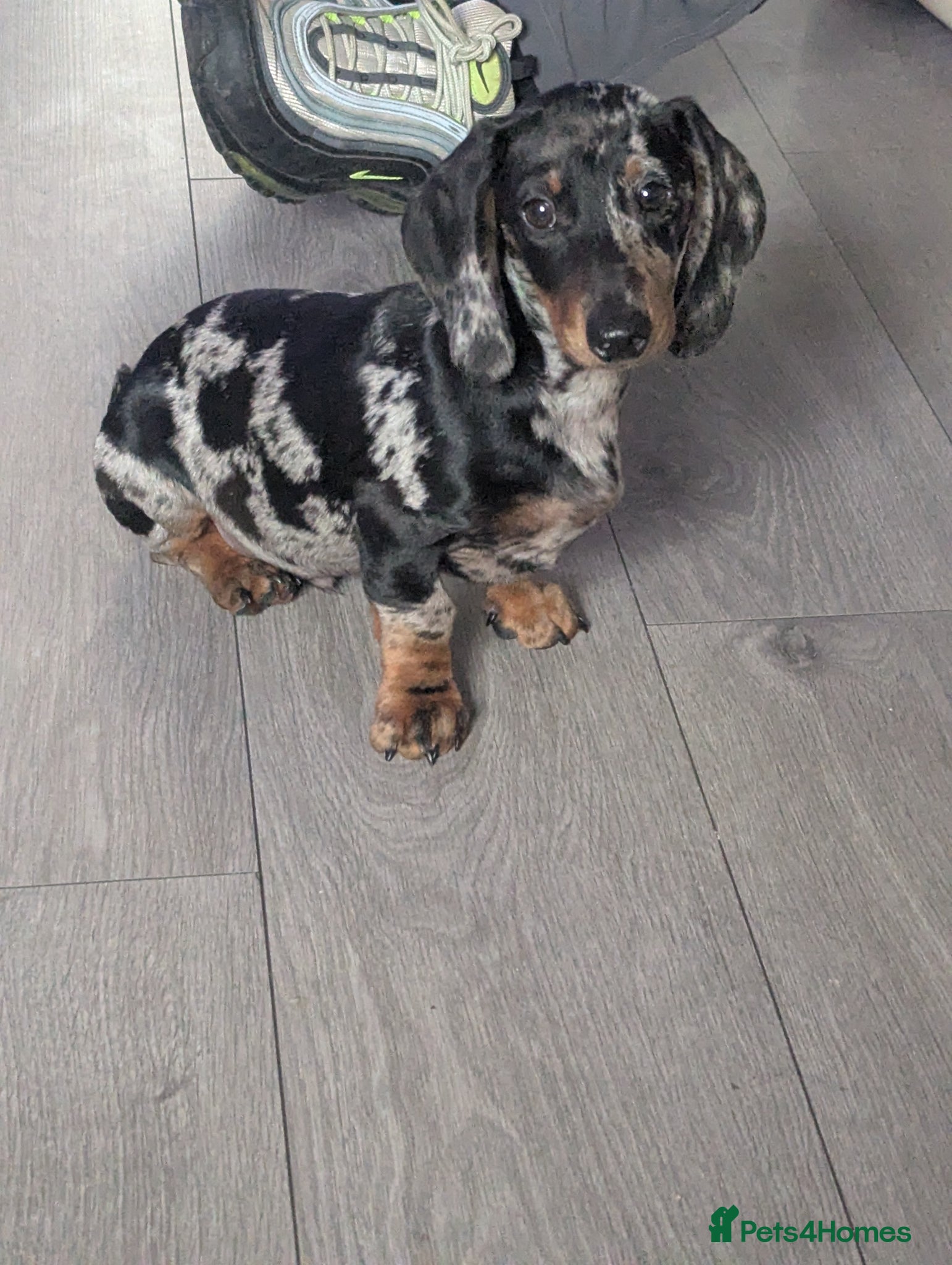 Miniature Dachshund dogs for sale: Miniature dachshund KC registered PRA clear - Advert 1