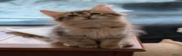 Siberian cats for sale: Siberian tortie tabby girl, GCCF registered  - Advert 1