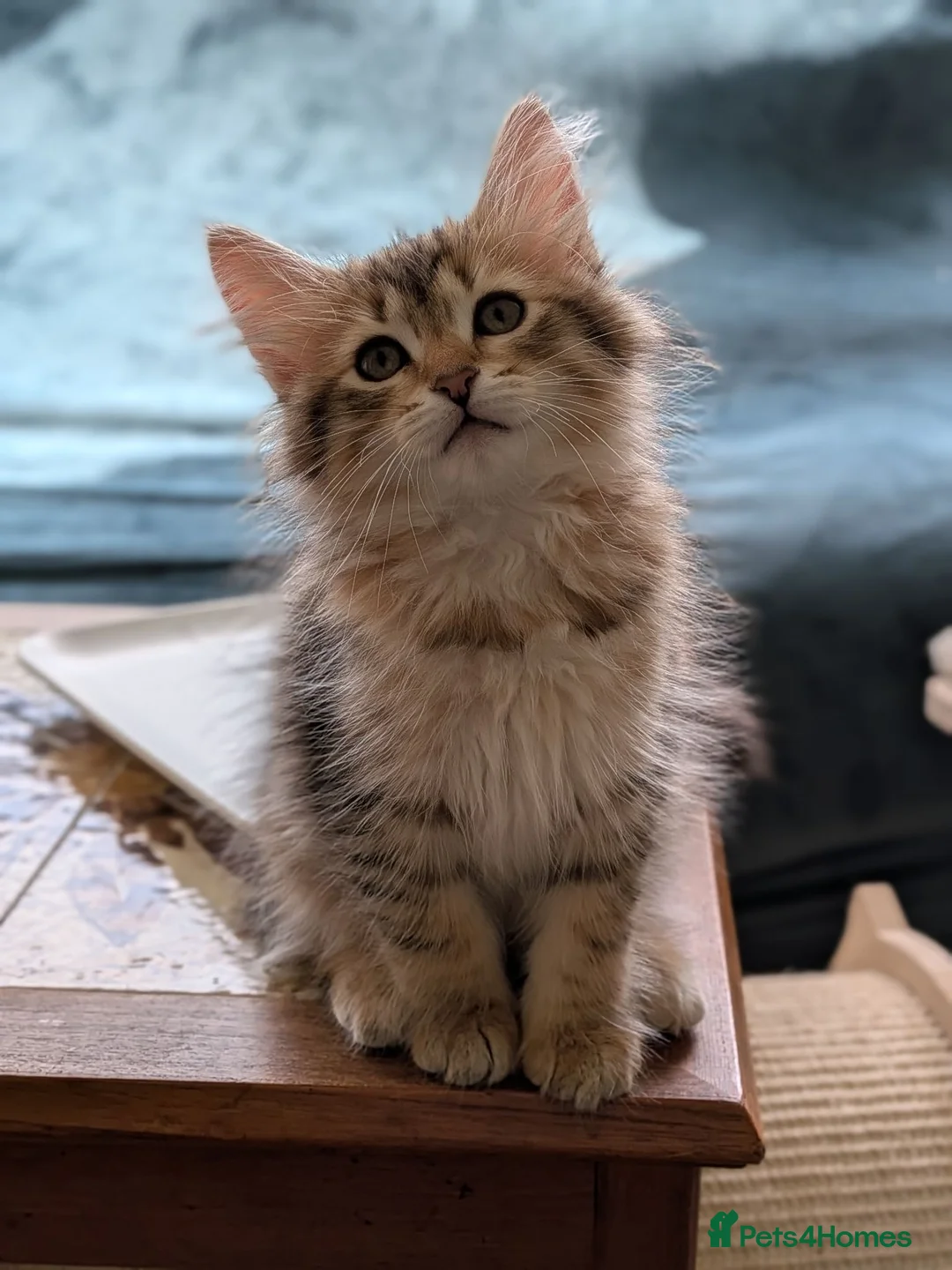 Siberian cats for sale: Siberian tortie tabby girl, GCCF registered  - Advert 1