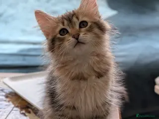 Siberian cats Siberian tortie tabby girl, GCCF registered - Advert 1