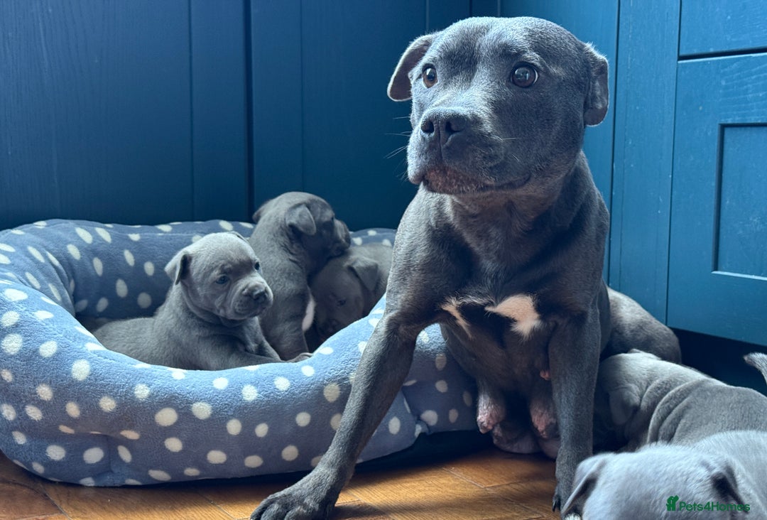Staffordshire Bull Terrier dogs for sale: 🐾 Beautiful KC Fully Vaccinated Girl Available 🐾 in Peterborough - Image 24