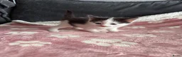 Domestic Shorthair cats for sale: Beautiful kittens 5* homes  - Advert 20