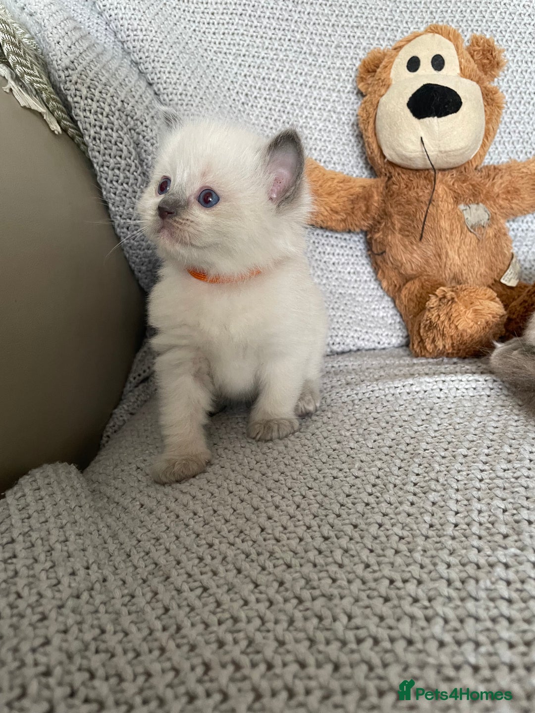 Ragdoll cats for sale: GCCF Ragdoll Kittens - Image 24