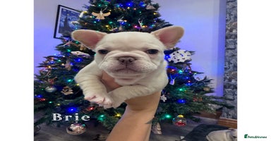 French Bulldog dogs - Advert 14