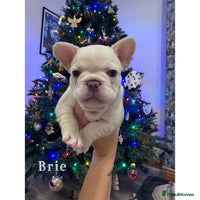 French Bulldog dogs - Advert 10