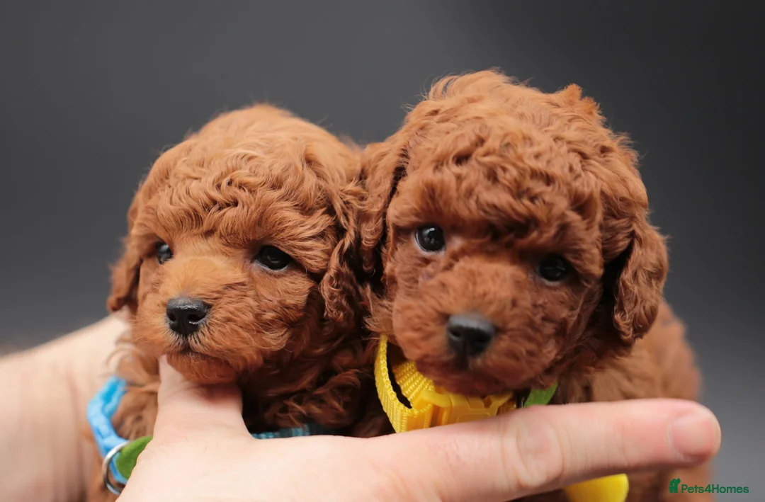 Toy Poodle dogs for sale: Asian line toy poodle boys for sale  - Advert 1