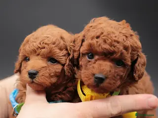 Toy Poodle dogs Asian line toy poodle boys for sale - Advert 2