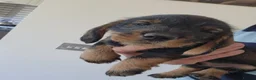 Dachshund dogs for sale: Working teckel pups.  - Advert 6