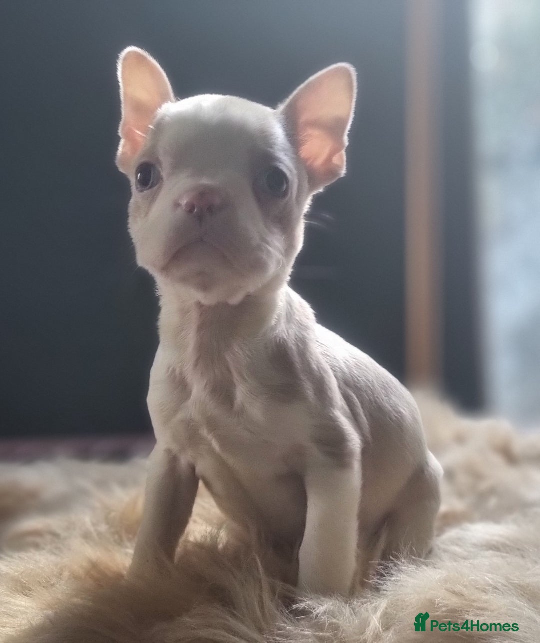 Boston Terrier dogs for sale: 5* KC Boston Terrier Blue Eyed lilac - Advert 3