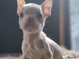 Boston Terrier dogs LAST 5* KC Boston Terrier Blue Eyed lilac - Advert 1