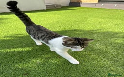 Mixed Breed cats for sale: Turkish Angora Mix  - Image 1