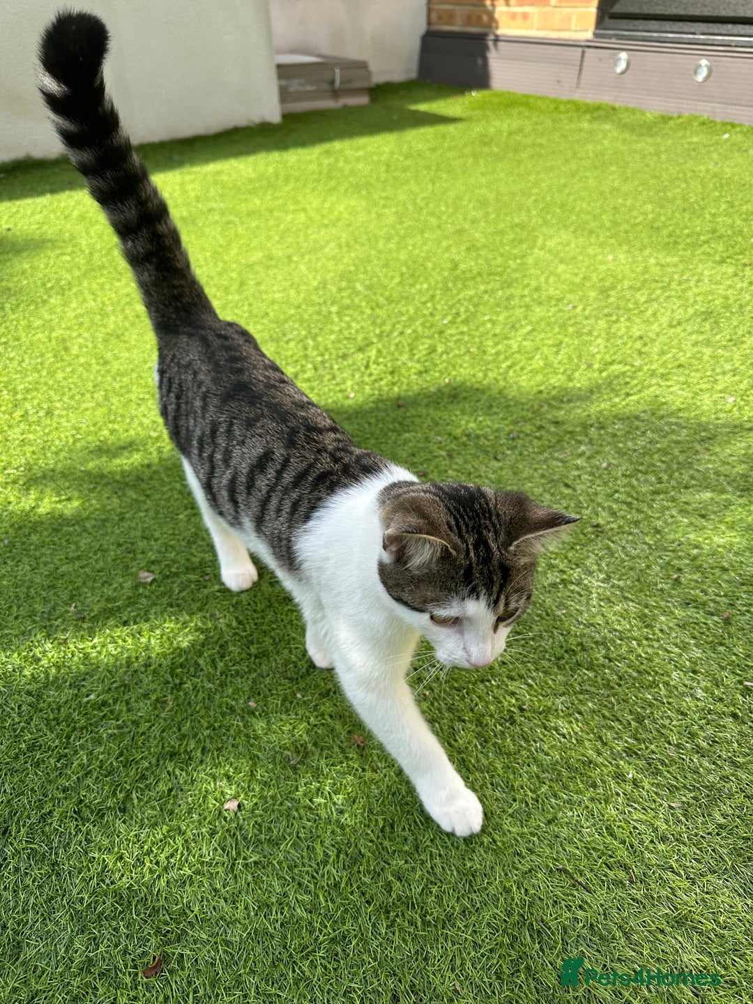Mixed Breed cats for sale: Turkish Angora Mix  - Image 1