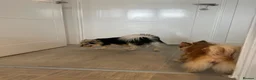 Pomchi dogs for stud: Pomchi for stud  in Bideford - Advert 4