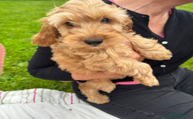 Cockapoo dogs for sale - Advert 1