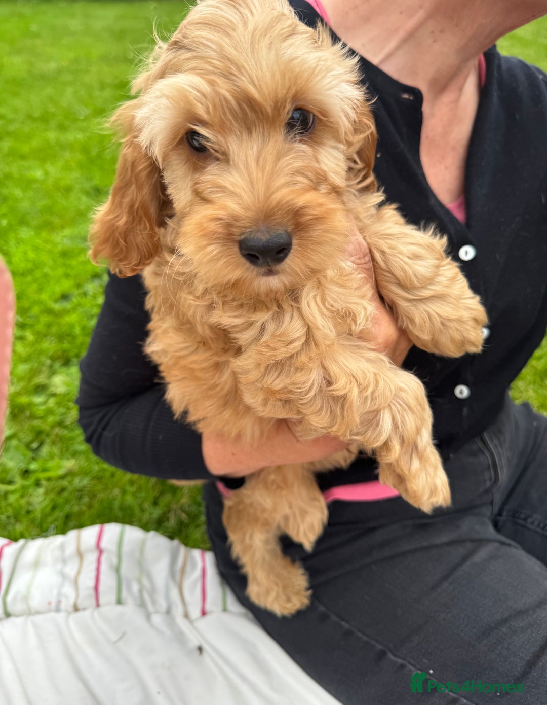 Cockapoo dogs for sale: TOY COCKAPOO PUPPIES  - Image 1