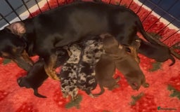Dachshund dogs for sale: BEAUTIFUL LITTER OF DACHSHUND  - Image 3