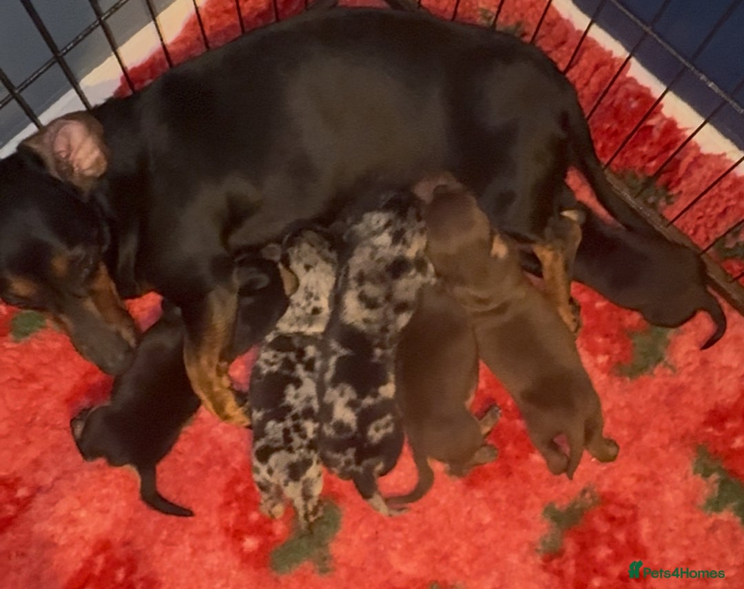 Dachshund dogs for sale: BEAUTIFUL LITTER OF DACHSHUND  - Image 3