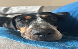 Mixed Breed dogs for adoption: Pippa - The sweetest, softest girl - Image 4