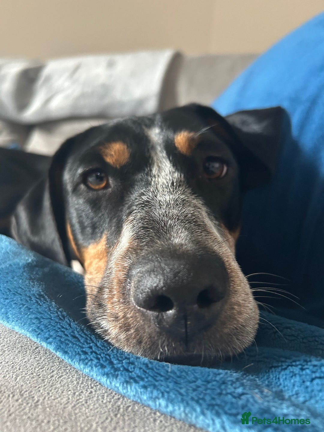 Mixed Breed dogs for adoption: Pippa - The sweetest, softest girl - Image 4