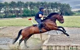 Irish Sports horses for sale: UNCOMPLICATED happy hacker / seasoned hunter  - Image 10