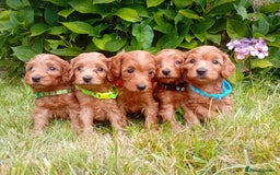 Goldendoodle dogs for sale: Stunning Miniature Goldendoodles - Image 2