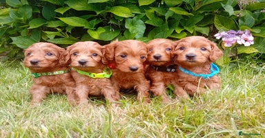 Goldendoodle dogs - Advert 16