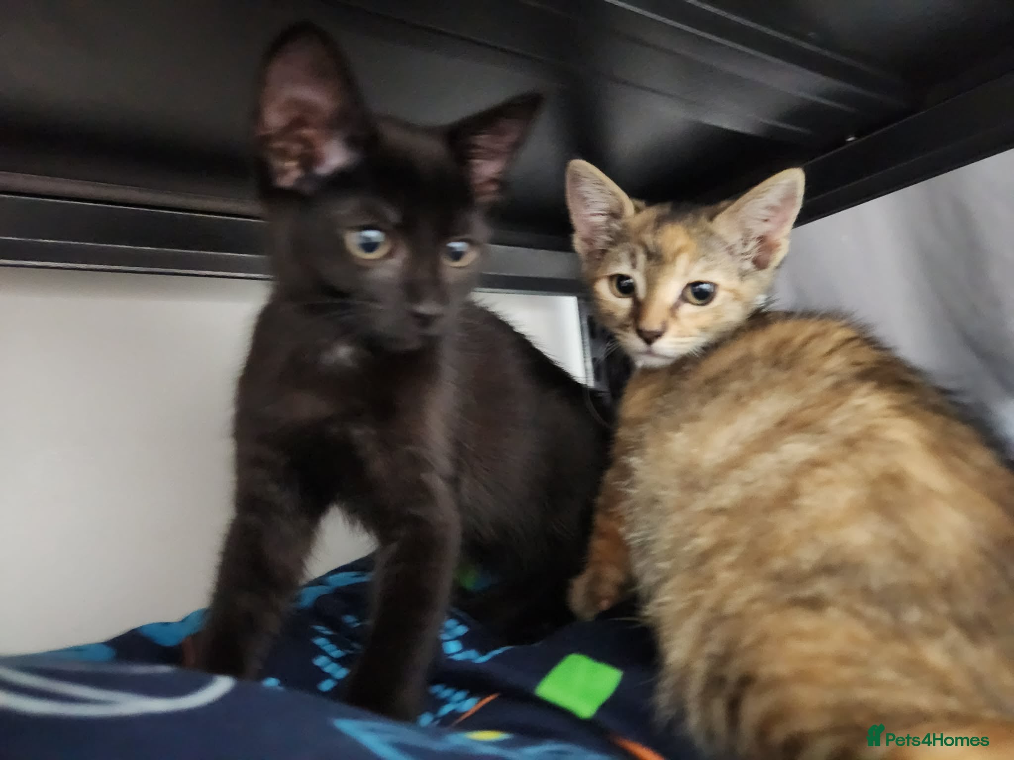 Bengal cats Beautiful girls  - Advert 17