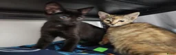 Bengal cats for sale: Mixed litter - Advert 2