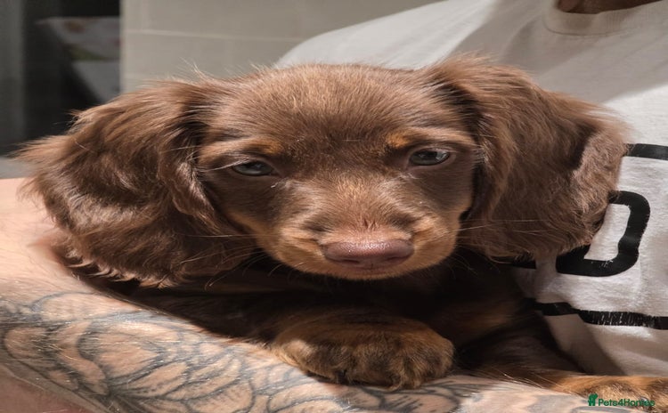 Miniature Dachshund dogs - Advert 15