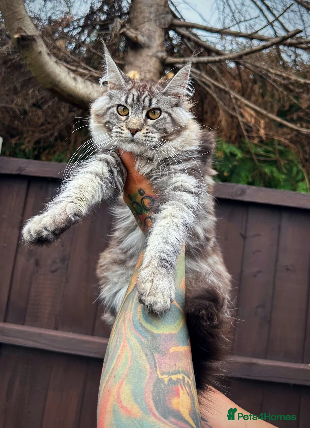 Maine Coon cats for sale: Maine Coons with Tests, Papers, Vet Checks & Vacc. - Advert 2