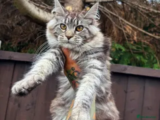 Maine Coon cats Maine Coons with Tests, Papers, Vet Checks & Vacc. - Advert 1