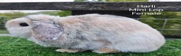 Mini Lop rabbits for sale: Various Adult Mini Lops - Advert 6