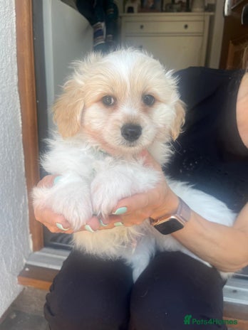 Pomapoo dogs - Advert 3