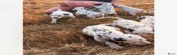 Dalmatian dogs for sale: Dalmation puppies in Bury Saint Edmunds - Advert 6